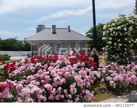 Verny Park Rose 90113077