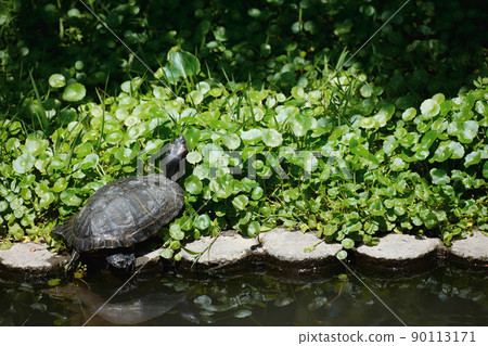 A turtle drying its shell in a sunny pond 90113171
