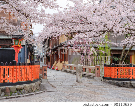 京都祗園白川_櫻花盛開和辰橋 京都祗園白川_櫻花盛開和辰橋 90113629