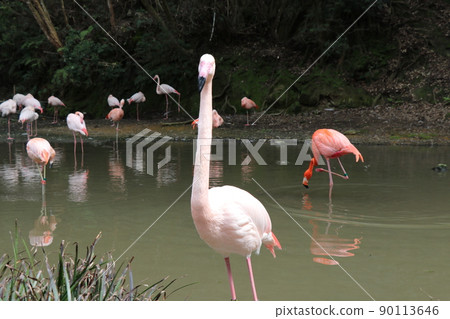 Flamingo Greater flamingo Flamingo Greater flamingo 90113646