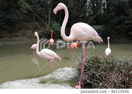 Flamingo Greater flamingo Flamingo Greater flamingo 90113648