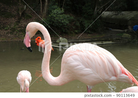 Flamingo Greater flamingo Flamingo Greater flamingo 90113649