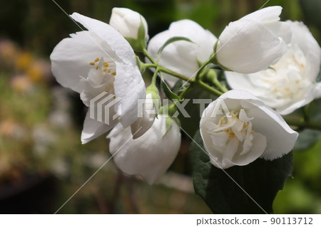 Baikutsugi花 Baikutsugi花 90113712
