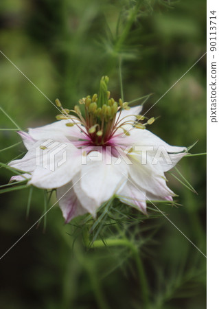 白色 Nigella 花瓣 白色 Nigella 花瓣 90113714
