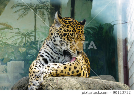 Jaguar Relaxing Jaguar Zoo 功能強大 Jaguar Relaxing Jaguar Zoo 功能強大 90113732