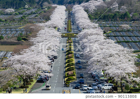 A row of cherry blossom trees at Fuji Cemetery, Oyama-cho, Sunto-gun, Shizuoka Prefecture 90113808