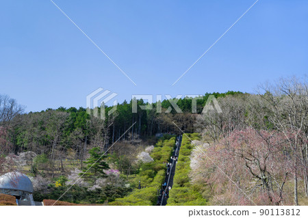 靜岡縣駿東郡小山町富士公墓的一排櫻花樹 90113812