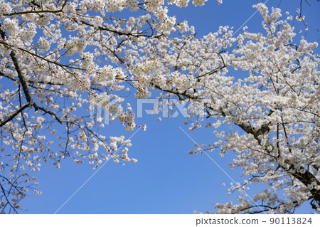 靜岡縣駿東郡小山町富士公墓的一排櫻花樹 90113824