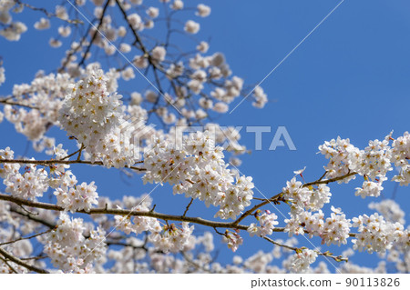 靜岡縣駿東郡小山町富士公墓的一排櫻花樹 90113826