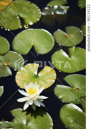 White water lily flowers blooming in the park pond 90114111