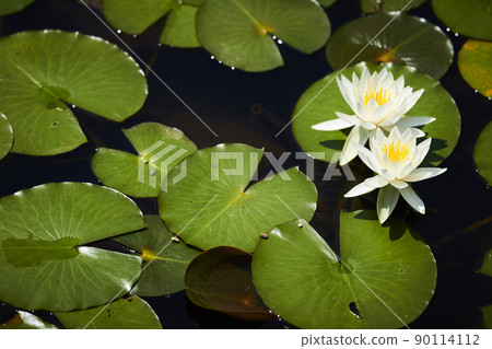 White water lily flowers blooming in the park pond 90114112