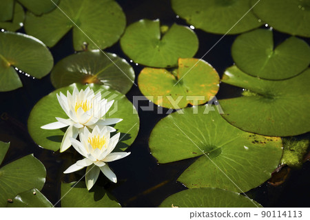 開花在公園池塘的白睡蓮花 90114113