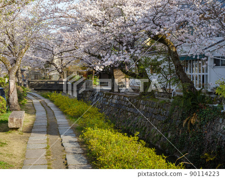Kyoto Higashiyama_Sakura Full Bloom Philosophy Road Kyoto Higashiyama_Sakura Full Bloom Philosophy Road 90114223