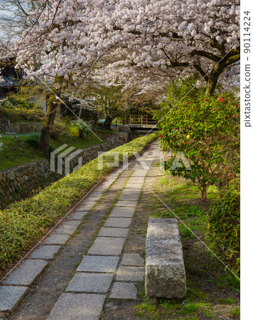 京都東山_櫻花盛開哲學之路 90114224