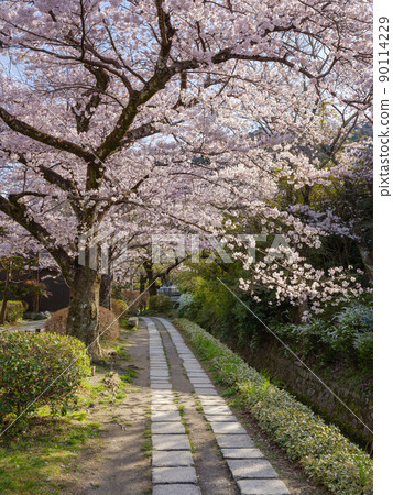 Kyoto Higashiyama_Sakura Full Bloom Philosophy Road Kyoto Higashiyama_Sakura Full Bloom Philosophy Road 90114229