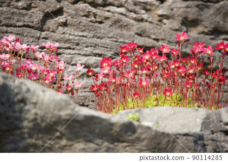 Saxifraga Rockfoil 90114285