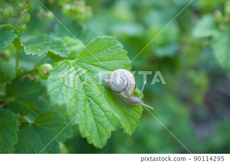 蝸牛 蝸牛 90114295