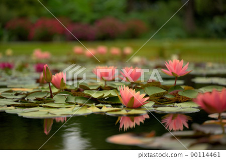 蓮花 90114461