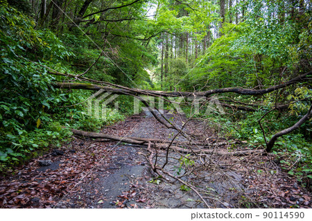 Road after rain that was closed due to a fallen tree Road after rain that was closed due to a fallen tree 90114590