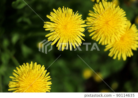 蒲公英 蒲公英 90114635