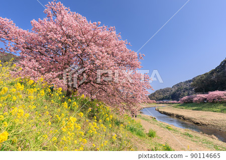 靜岡南伊豆_南櫻花油菜花節 90114665