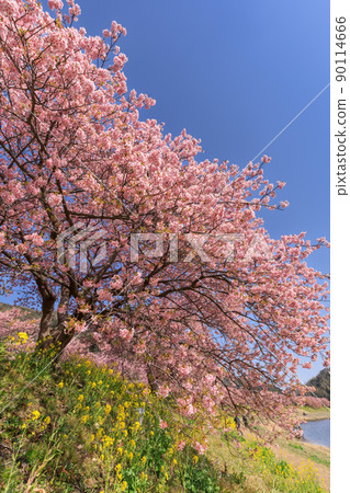 靜岡南伊豆_南櫻花油菜花節 90114666