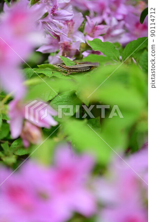 一隻蜥蜴 一隻蜥蜴 90114712