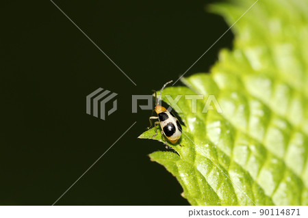 Yotsuboshi Hamushi 90114871