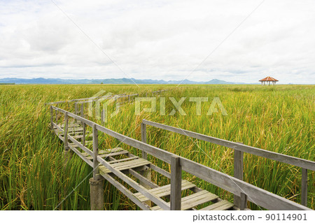 Beautiful view of Wooden Bridge on lotus lake at Khao Sam Roi Yod National Park, Thailand. 90114901
