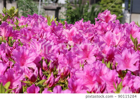 Pink azalea flowers blooming in the spring garden of Japan Pink azalea flowers blooming in the spring garden of Japan 90115284