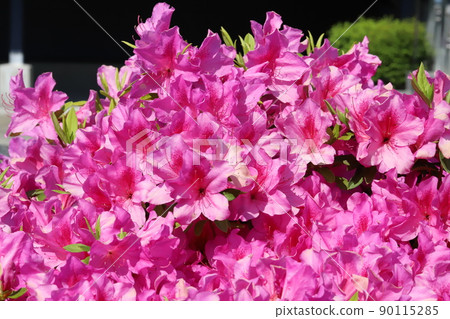Pink azalea flowers blooming in the spring garden of Japan Pink azalea flowers blooming in the spring garden of Japan 90115285