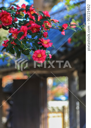 山茶花盛開的開丹人 山茶花盛開的開丹人 90115402