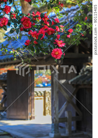 Kaidanin where sasanqua flowers bloom Kaidanin where sasanqua flowers bloom 90115405
