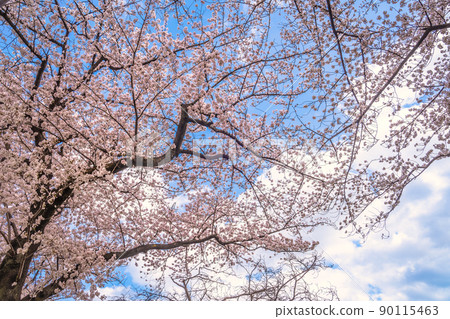 Cherry blossoms in a metropolitan park that blooms against the blue sky Cherry blossoms in a metropolitan park that blooms against the blue sky 90115463
