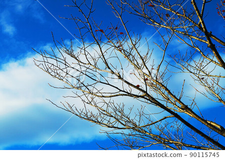 Winter trees and blue sky landscape Winter trees and blue sky landscape 90115745