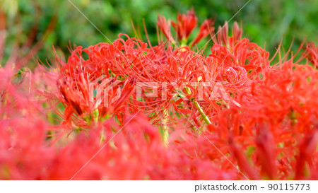 Cluster amaryllis "Nature, countryside tourist spots, riverbeds, cluster amaryllis blooming on farm roads" Close-up Cluster amaryllis "Nature, countryside tourist spots, riverbeds, cluster amaryllis blooming on farm roads" Close-up 90115773