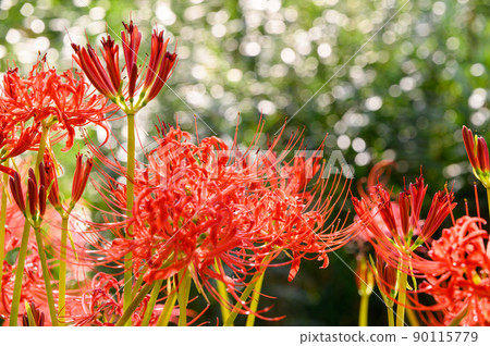Cluster amaryllis "Nature, countryside tourist spots, riverbeds, cluster amaryllis blooming on farm roads" Close-up Cluster amaryllis "Nature, countryside tourist spots, riverbeds, cluster amaryllis blooming on farm roads" Close-up 90115779