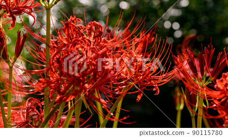 Cluster amaryllis "Nature, countryside tourist spots, riverbeds, cluster amaryllis blooming on farm roads" Close-up Cluster amaryllis "Nature, countryside tourist spots, riverbeds, cluster amaryllis blooming on farm roads" Close-up 90115780