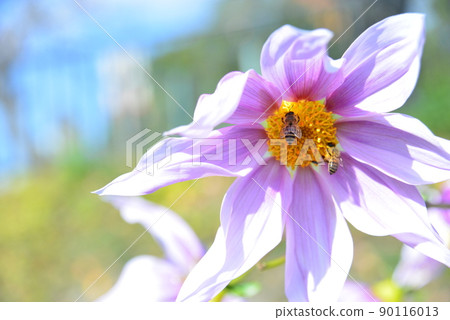 Emperor Dalia and a honey bee 90116013