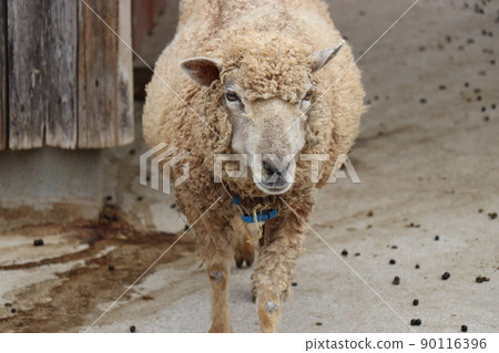 [Yamaguchi Prefecture] Akiyoshidai Nature Zoo Safari Land, Fureai Square 90116396