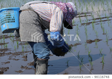 A woman doing rice planting work Paddy agriculture 90116748