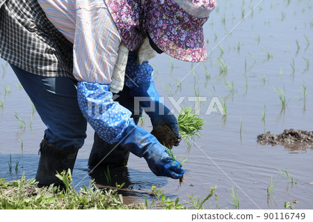 A woman doing rice planting work Paddy agriculture A woman doing rice planting work Paddy agriculture 90116749