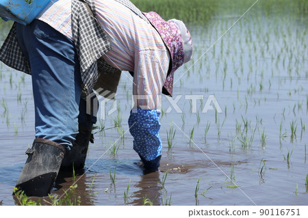 一名從事水稻種植工作的婦女 稻田農業 90116751
