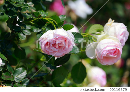 德島縣會泉町玫瑰園 90116879