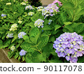 hydrangea   90117078