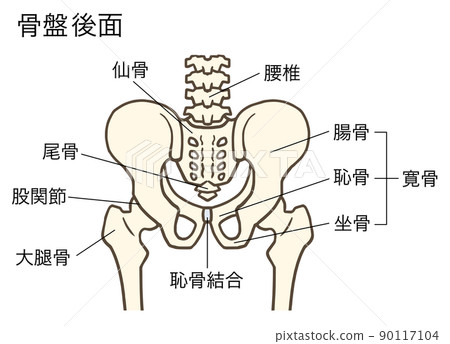 Pelvis and hip joint (posterior surface), lumbar spine, intervertebral disc, sacrum, sacrum, ilium, pubis, ischium, with name 90117104
