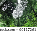 Forest 90117261
