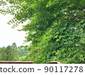 Nature, wood 90117278