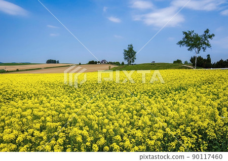 Shinei-no-Oka Observatory Park in early summer when rape blossoms are in full bloom (Biei-cho, Hokkaido) Shinei-no-Oka Observatory Park in early summer when rape blossoms are in full bloom (Biei-cho, Hokkaido) 90117460