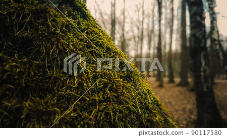 Green moss on a tree against the background of the forest 90117580